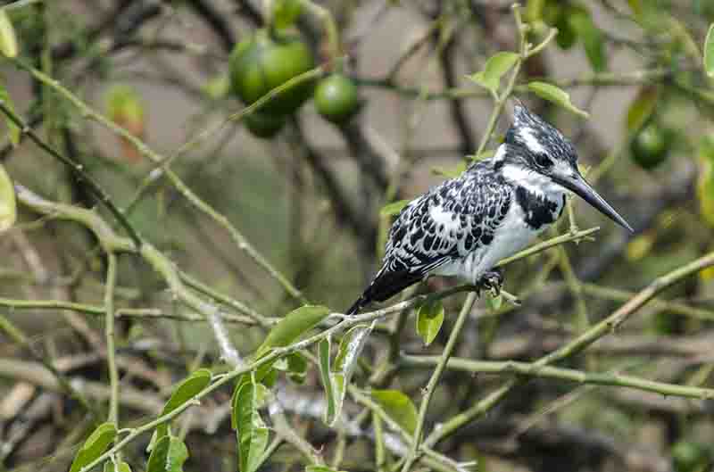 Martin Pescador o Pied Kingfisher - parque nacional de Queen Elizabeth - Uganda 3.jpg
